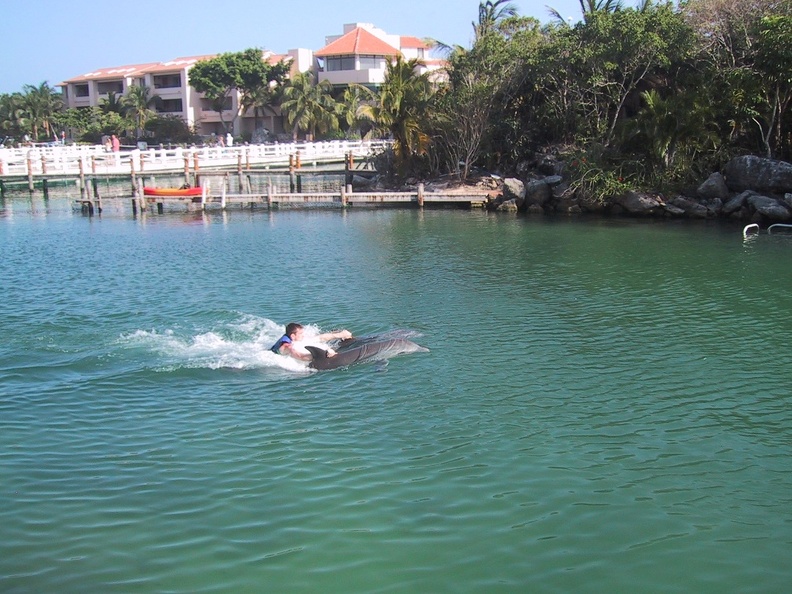 Puerto Aventuras Dolphins3